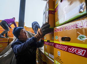 百年口岸焕新彩 新疆塔城为亚欧餐桌添佳肴